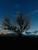 A silhouette of a solitary tree against a sky painted with the fading glow of twilight.