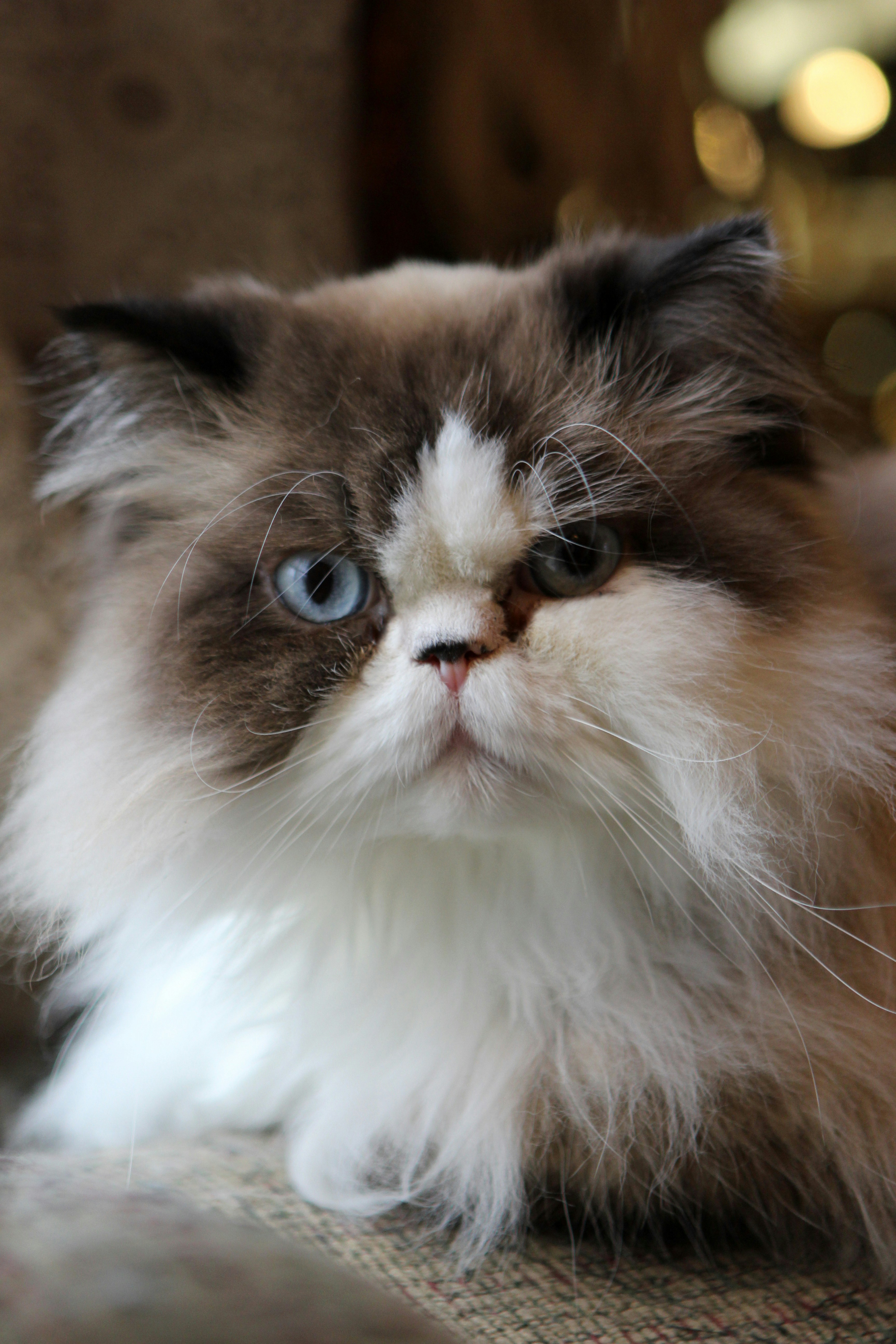 Persian: The Fluffy Aristocrat (image credits: unsplash)