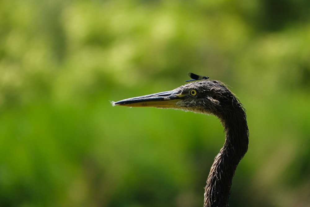 Eine Nahaufnahme eines Vogels mit verschwommenem Hintergrund