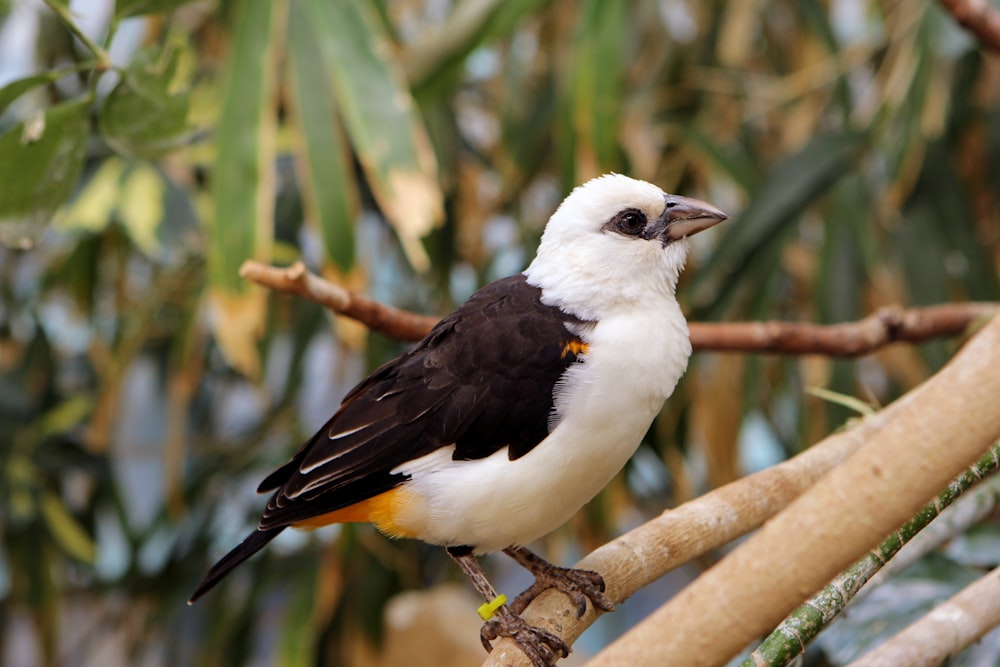 a bird sitting on a branch in a tree