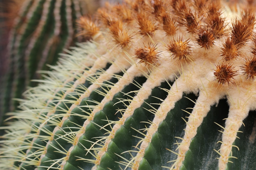 Un primo piano di un cactus verde e bianco