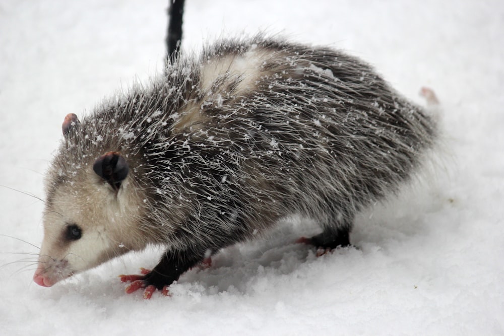 um pequeno animal caminhando pela neve