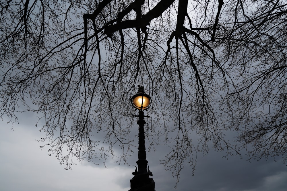 Un lampione con un albero sullo sfondo