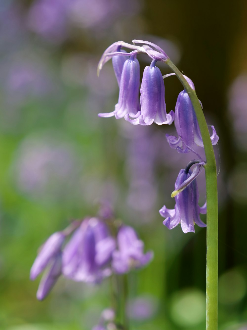 a close up of a purple flower with a blurry background