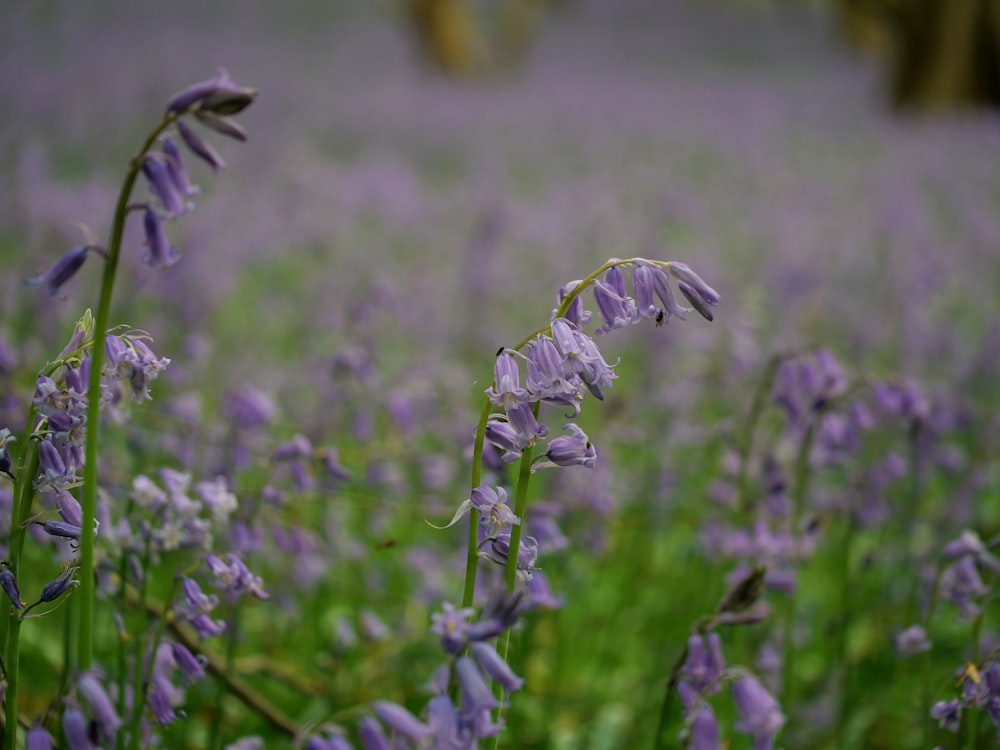 a field full of purple flowers in the middle of the day