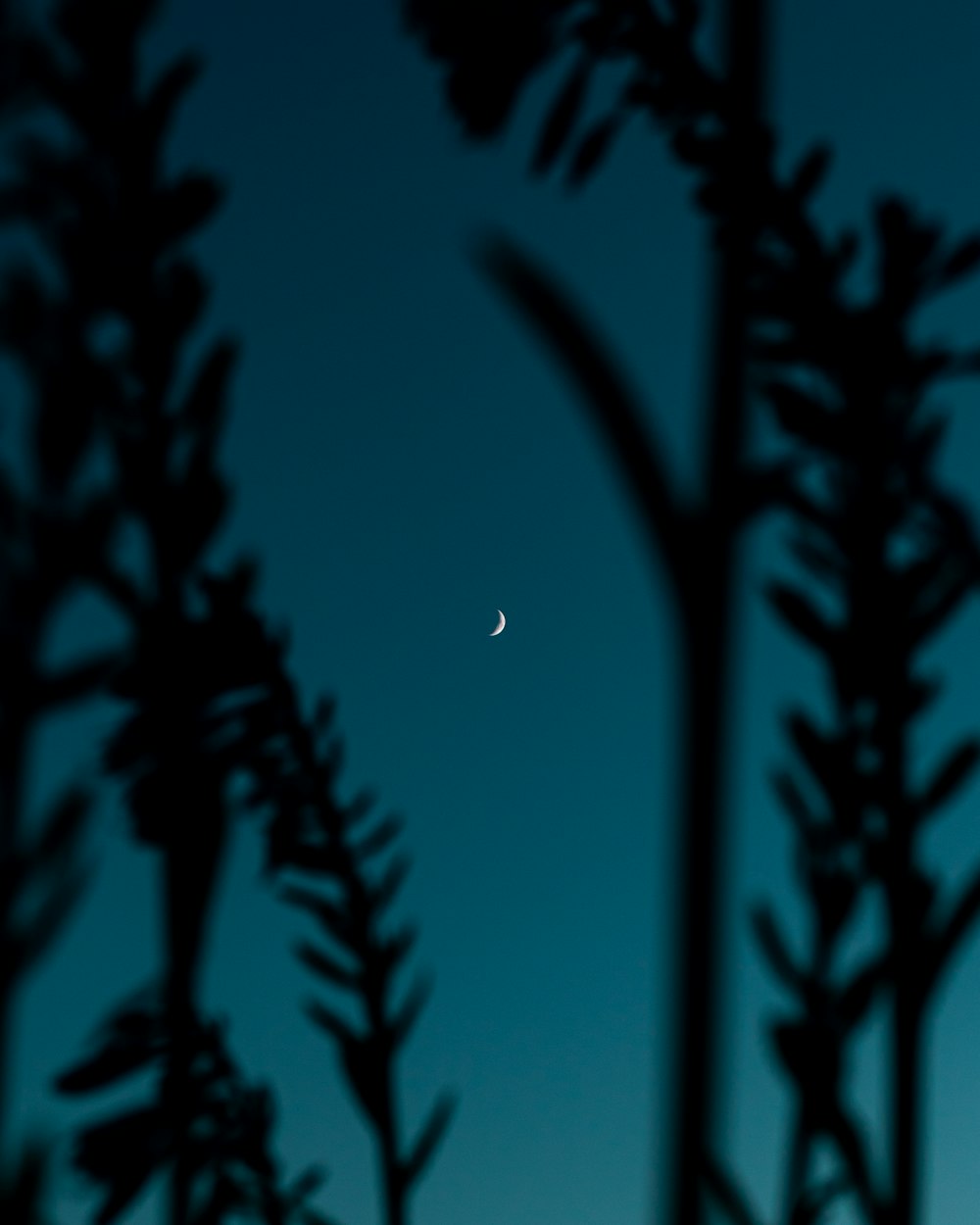 the moon is seen through the branches of a tree