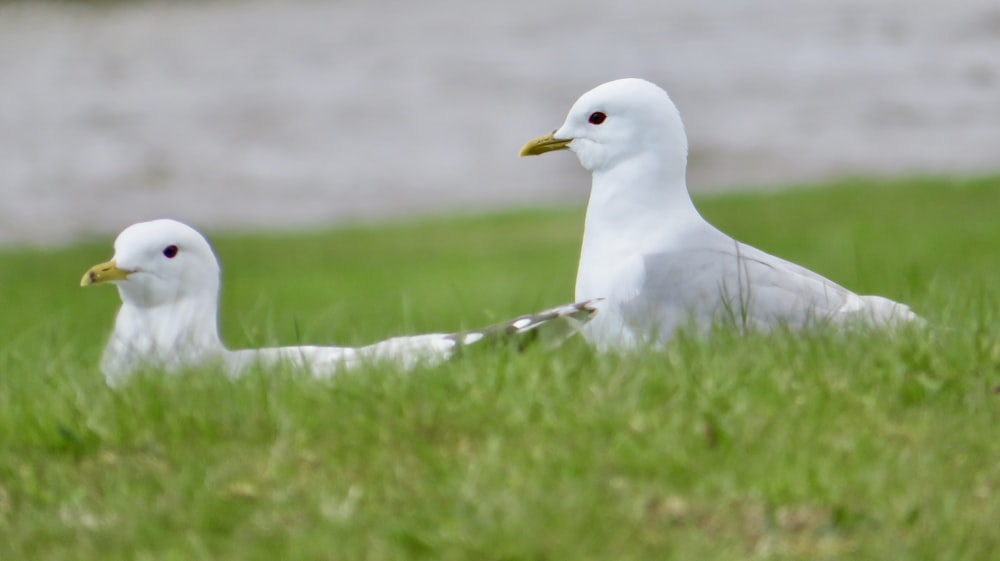 a couple of white birds sitting on top of a lush green field