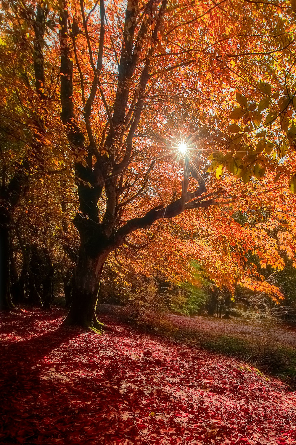 the sun shines through the trees in the fall