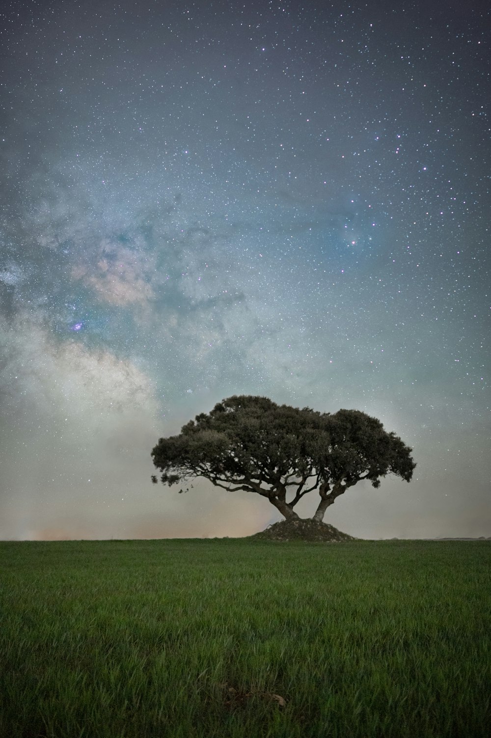 a lone tree in the middle of a field under a night sky filled with stars