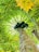 A view from below a papaya tree, focusing on its trunk and large leaves that radiate outward. The papayas are clustered near the top of the trunk, surrounded by the vibrant green leaves with touches of yellow. Sunlight filters through the foliage, creating a bright and natural atmosphere.