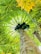 A view from below a papaya tree, focusing on its trunk and large leaves that radiate outward. The papayas are clustered near the top of the trunk, surrounded by the vibrant green leaves with touches of yellow. Sunlight filters through the foliage, creating a bright and natural atmosphere.