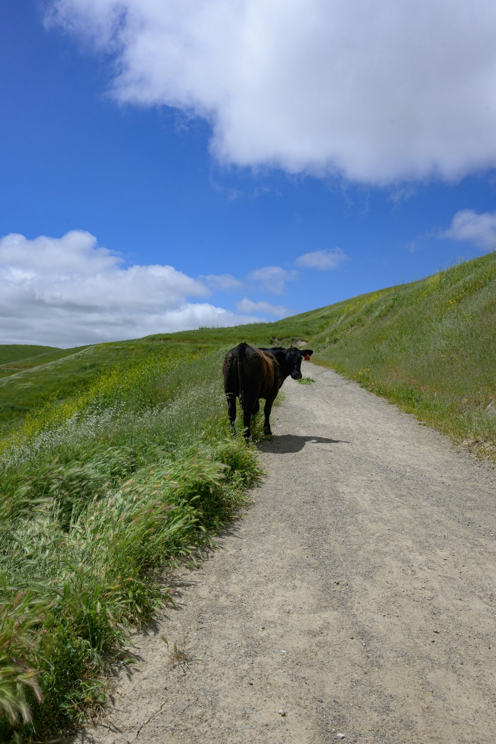 a black cow standing on a dirt road