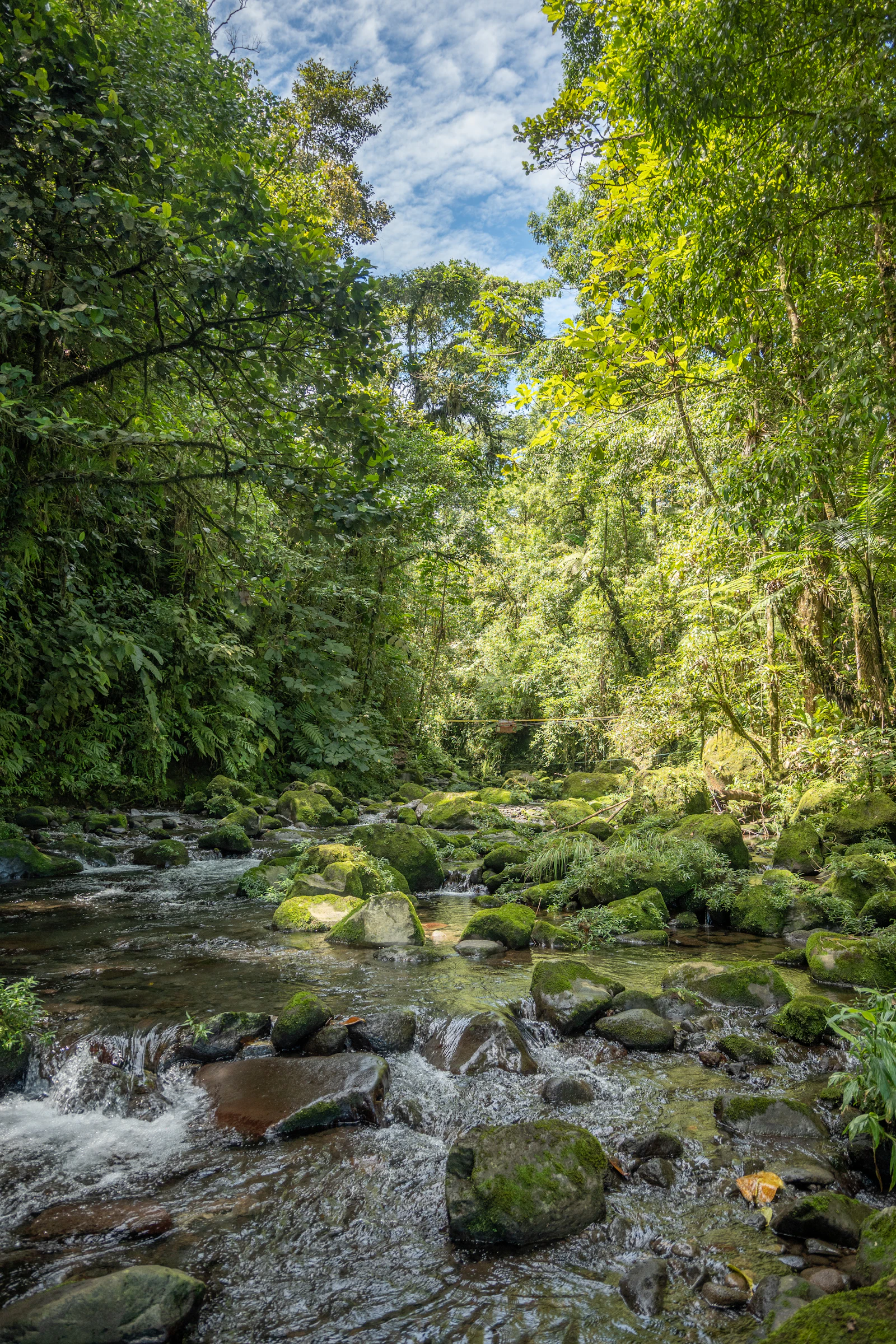 Forest stream tumbling over moss-covered rocks at Hickory Run State Park