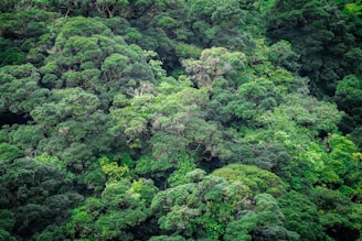 A dense and lush forest canopy with a variety of green shades. The trees have thick foliage, creating a rich and vibrant texture. Different layers of greenery are visible, suggesting a diversity of plant species.