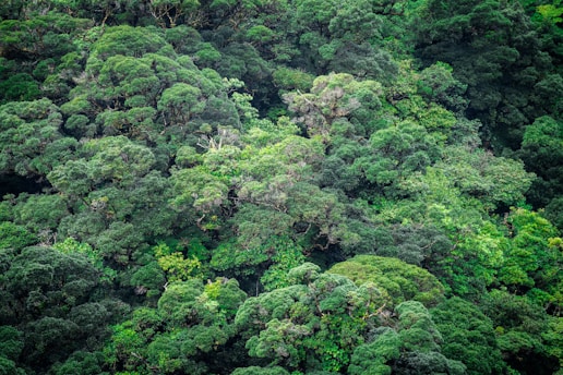 A dense and lush forest canopy with a variety of green shades. The trees have thick foliage, creating a rich and vibrant texture. Different layers of greenery are visible, suggesting a diversity of plant species.