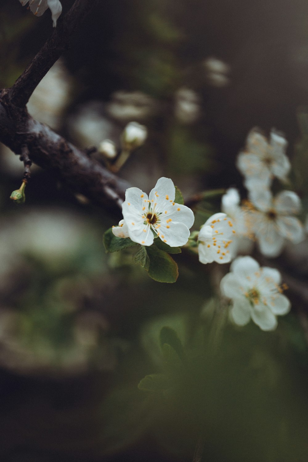 a branch of a tree with white flowers