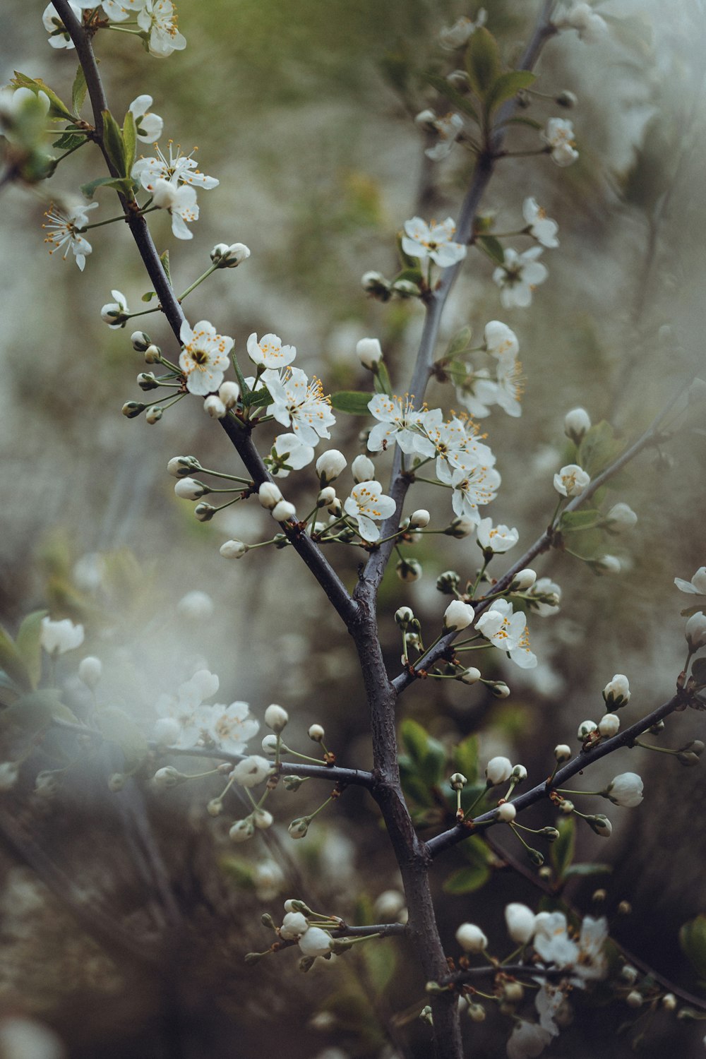 a branch with white flowers in a blurry photo