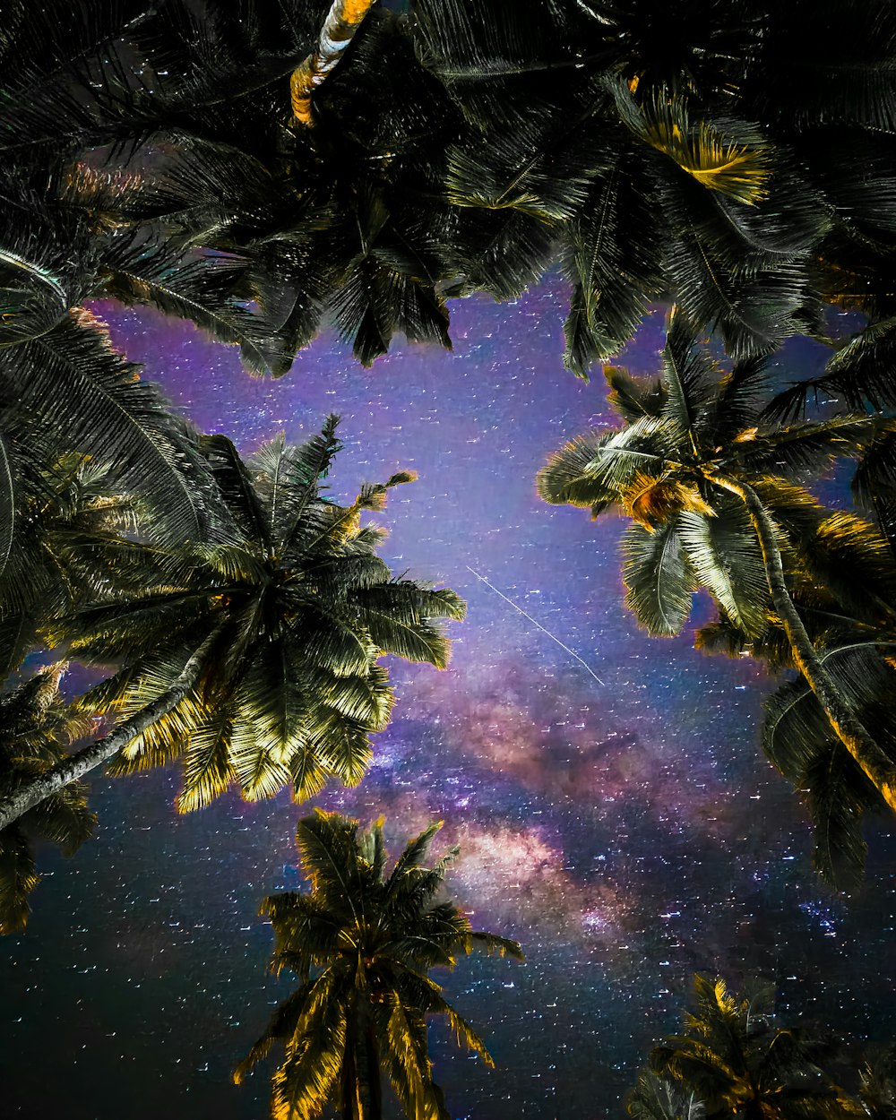 a night sky with palm trees and the milky