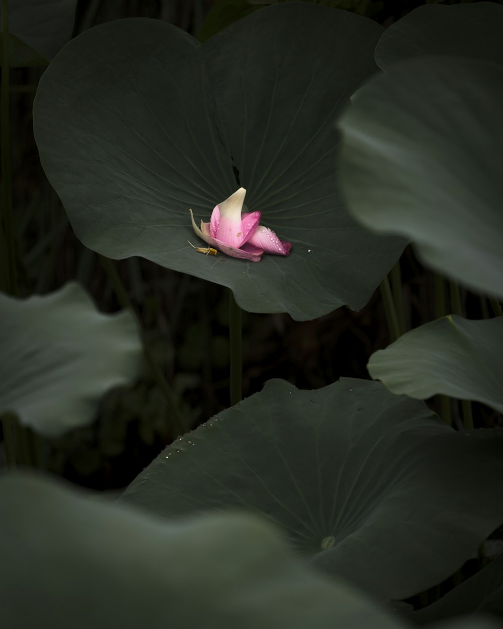 a pink flower sitting on top of a green leaf