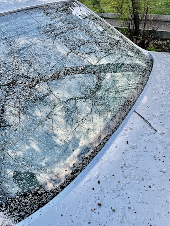 A car's windshield and hood covered with scattered small white spots, possibly from snow or hail, reflecting a cloudy sky and silhouetted branches of a tree. The surroundings include green grass and a few bushes, suggesting an outdoor setting.