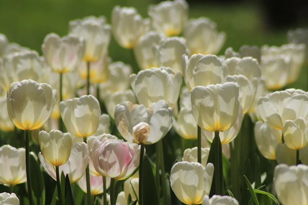 Soft pastel tulips gently swaying in a light breeze with morning sunlight