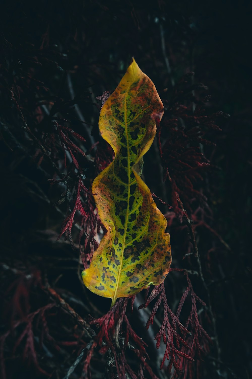 a yellow and green leaf sitting on top of a tree