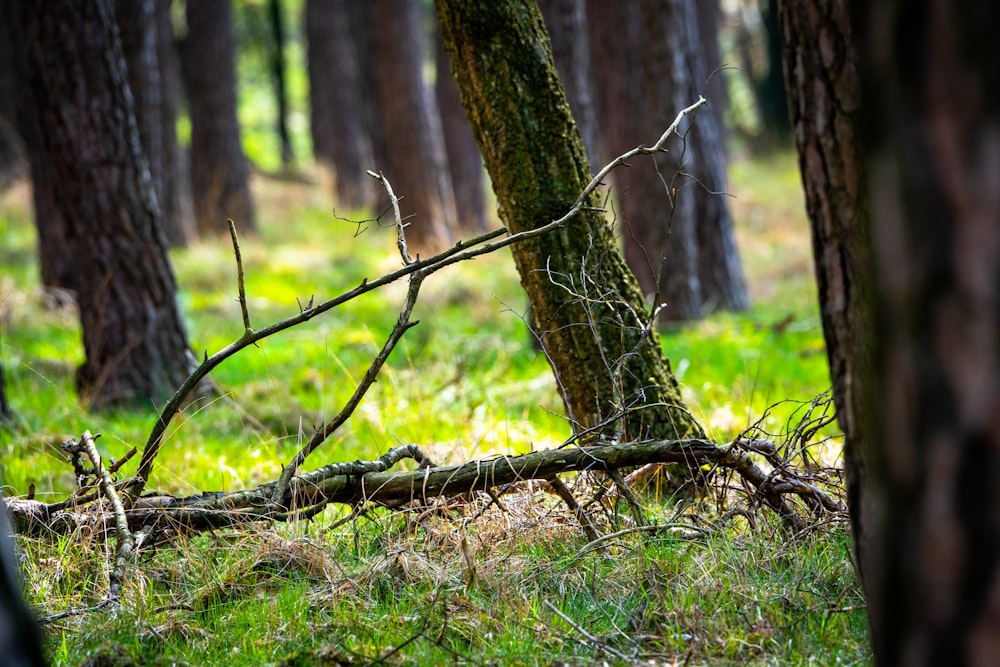 a forest filled with lots of trees and grass