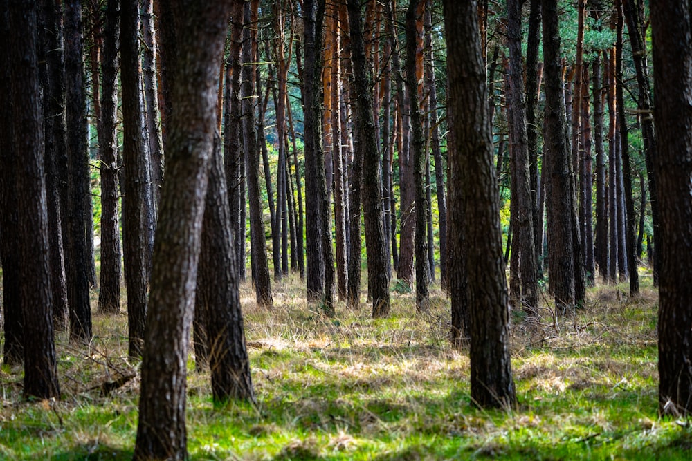 a forest filled with lots of tall trees