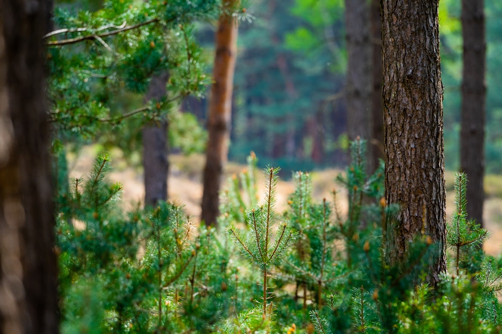 a bear walking through a forest filled with trees