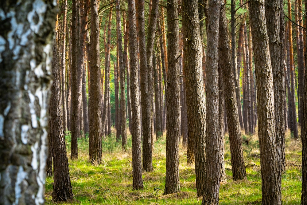 a forest filled with lots of tall trees