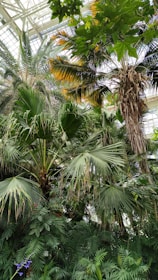 A lush, indoor tropical garden with various types of palm trees and dense green foliage. Light filters through a glass ceiling, casting natural illumination on the plants. Mixed with the green leaves are some yellowing ones that add a touch of color contrast.