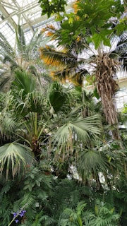 A lush, indoor tropical garden with various types of palm trees and dense green foliage. Light filters through a glass ceiling, casting natural illumination on the plants. Mixed with the green leaves are some yellowing ones that add a touch of color contrast.