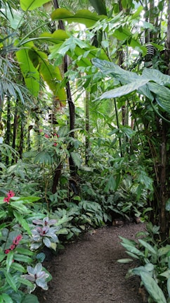 A lush tropical garden filled with dense greenery and various plants. The foliage consists of large, broad leaves with different shades of green, providing a dense canopy. Vibrant red and pink flowers are interspersed among the greenery, adding pops of color. The path, surrounded by abundant plant life, is earthy and well-trodden, inviting exploration.