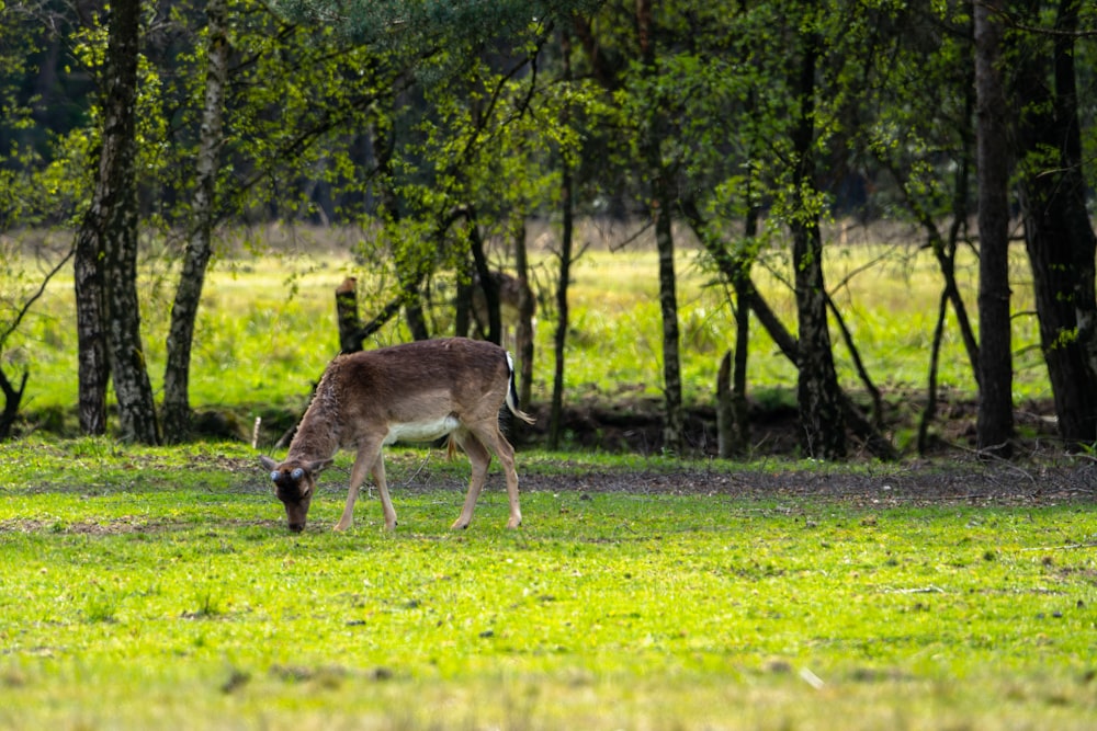 a deer grazing in a field with trees in the background