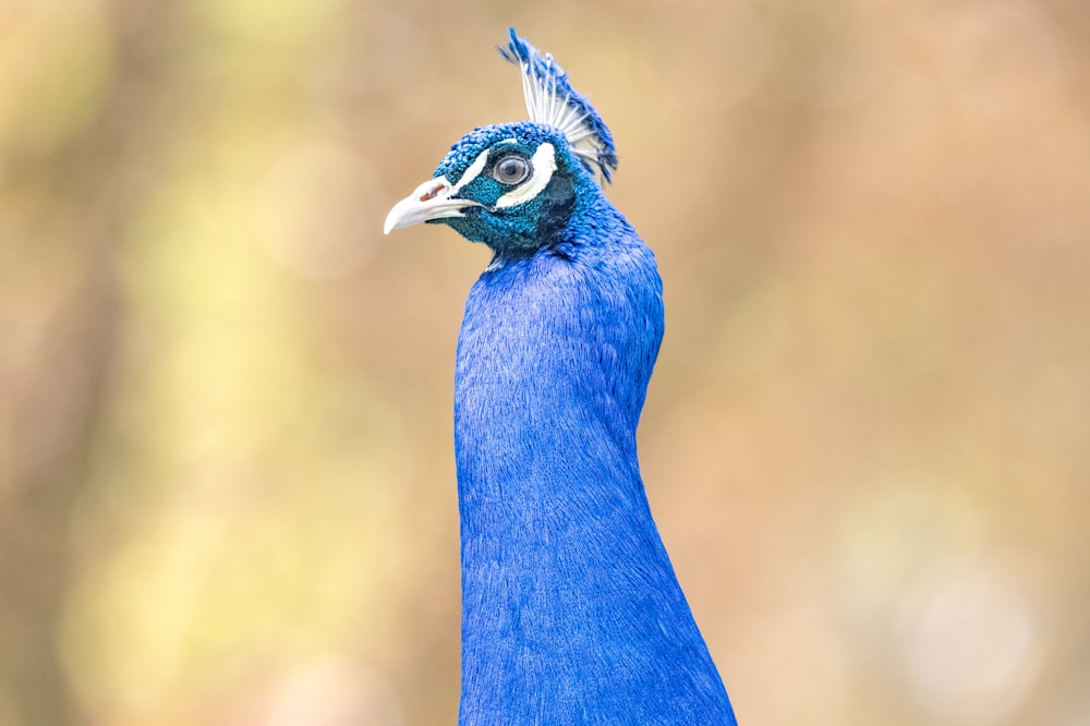 a close up of a blue bird with a blurry background
