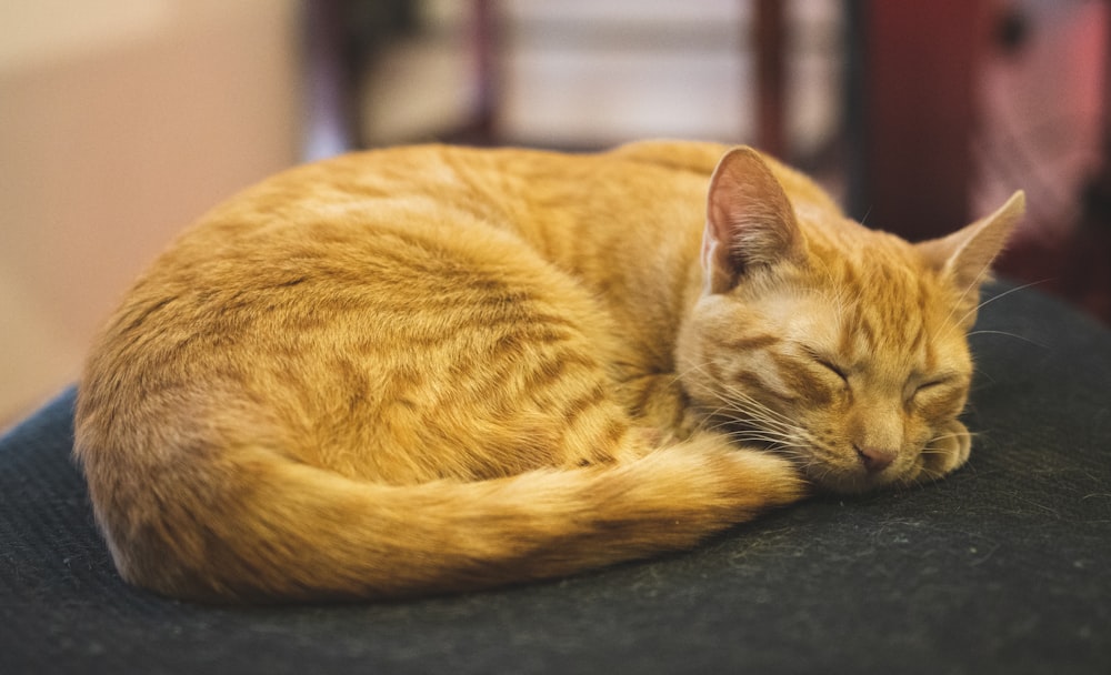 an orange cat sleeping on top of a black chair