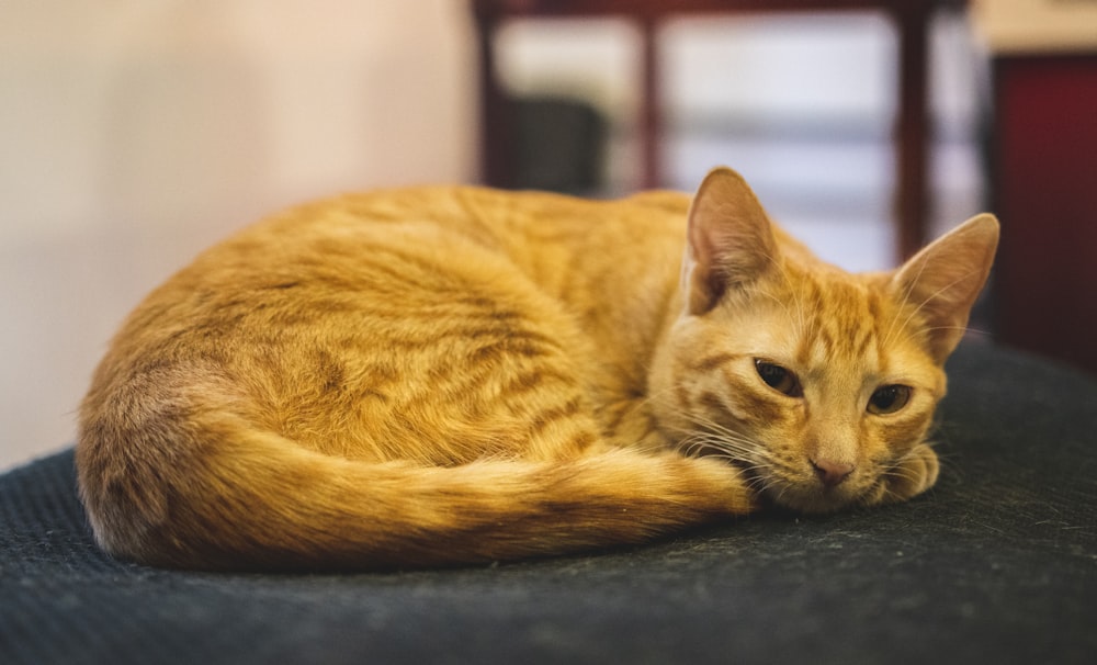 a close up of a cat laying on a chair