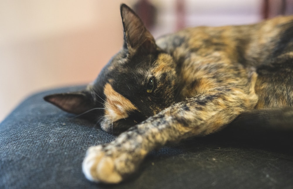 a calico cat is sleeping on a couch
