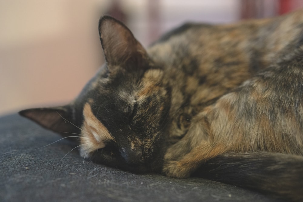 a calico cat sleeping on top of a couch