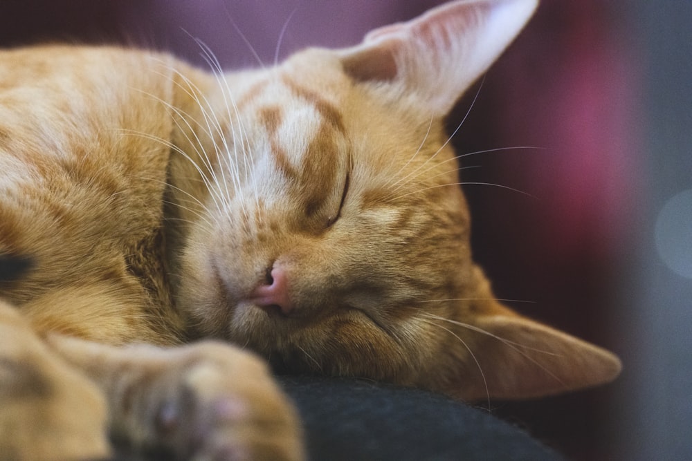 a close up of a cat sleeping on a chair