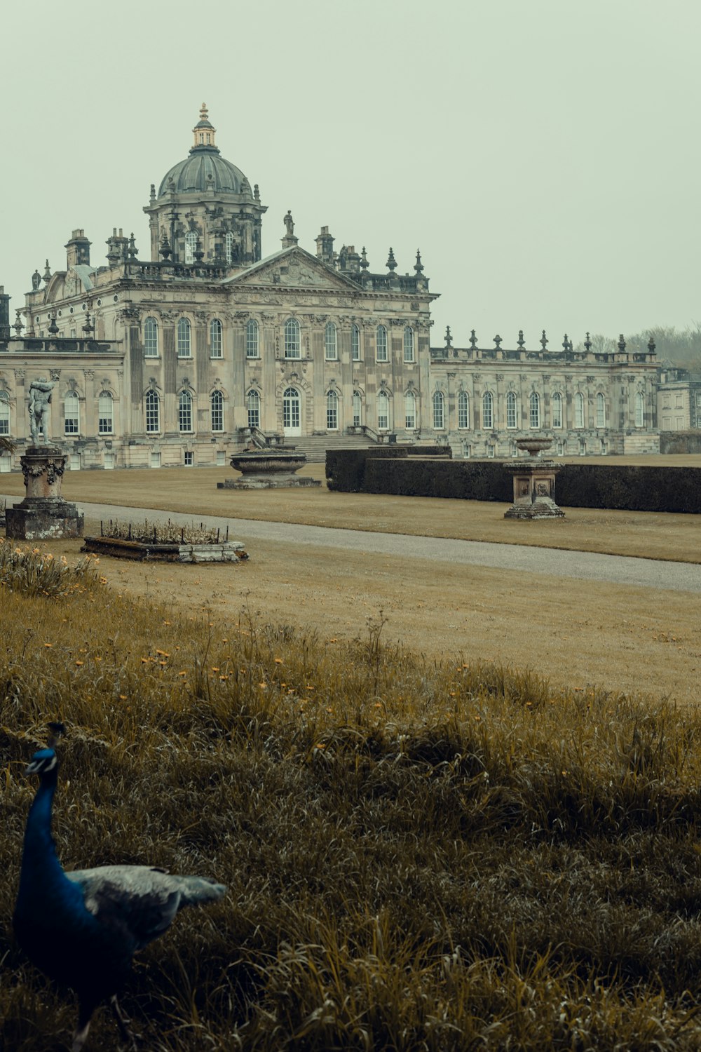 a blue and white bird sitting in front of a large building