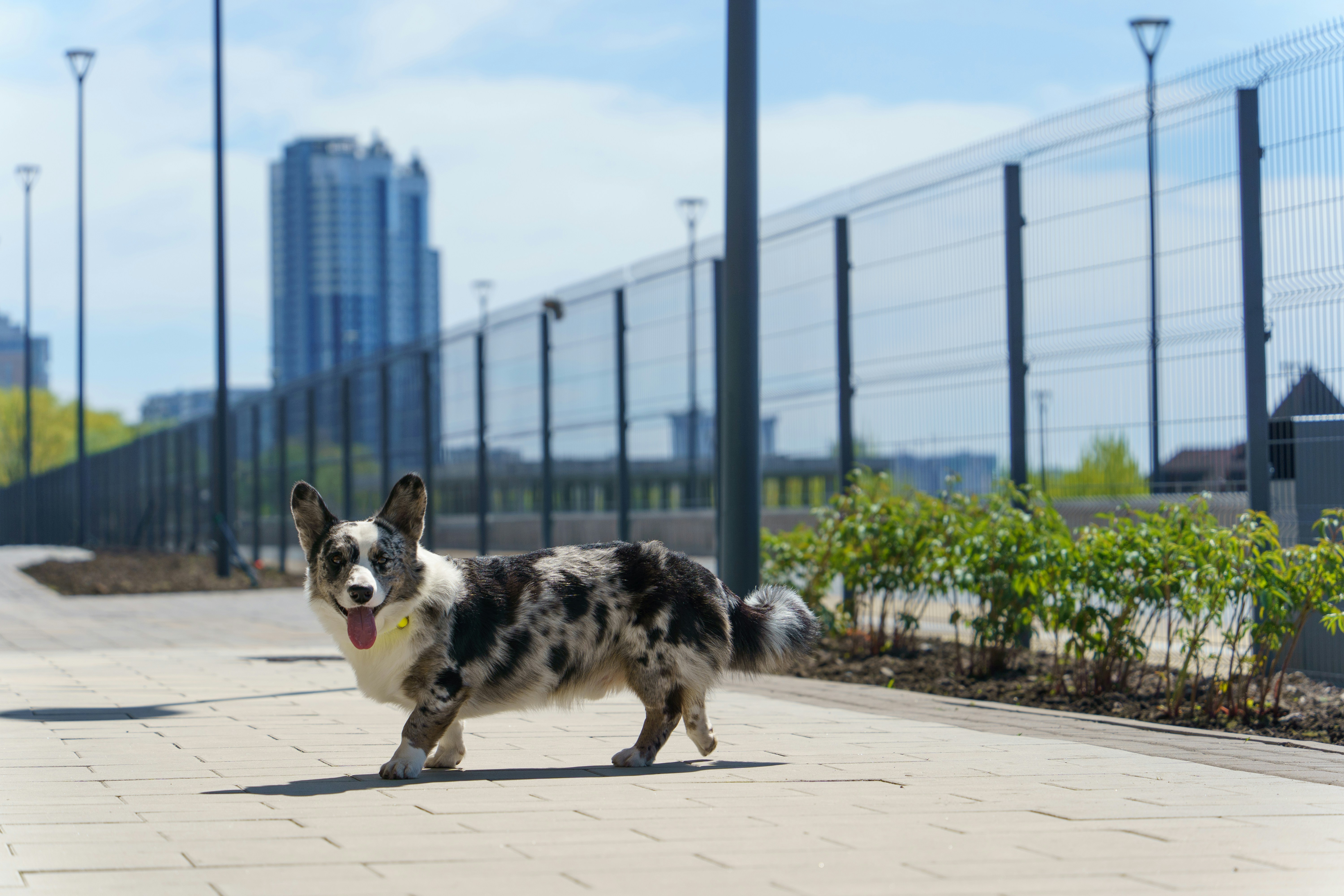 dog_training_facility