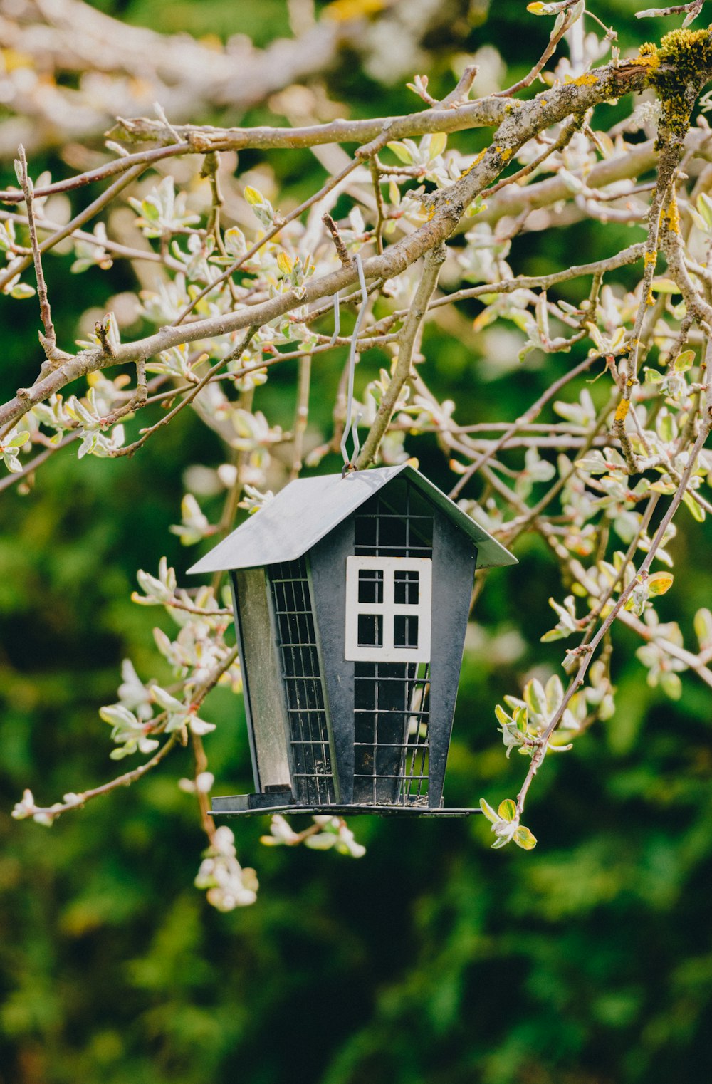 a bird house hanging from a tree branch