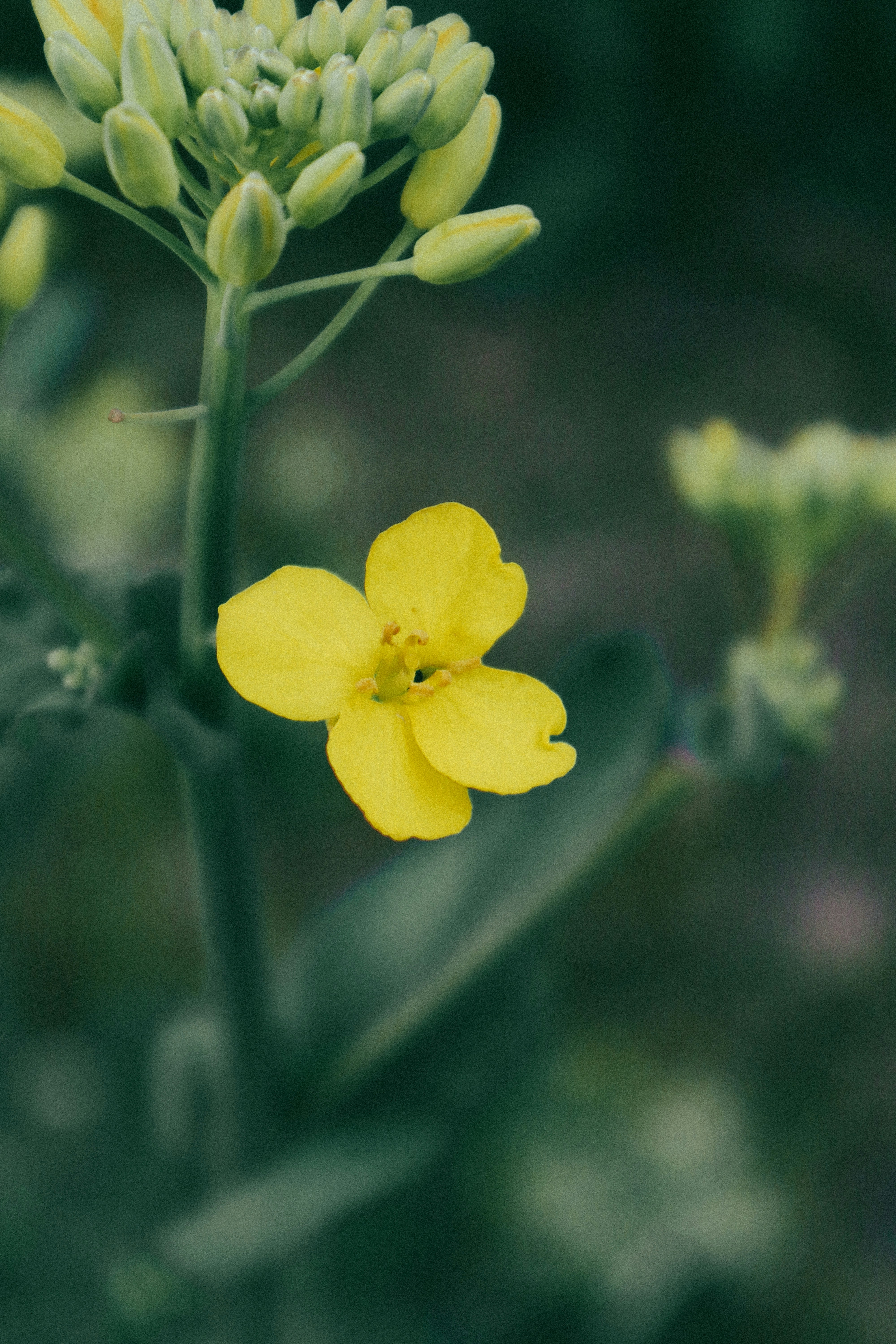 Photo by andaaa_lupulet