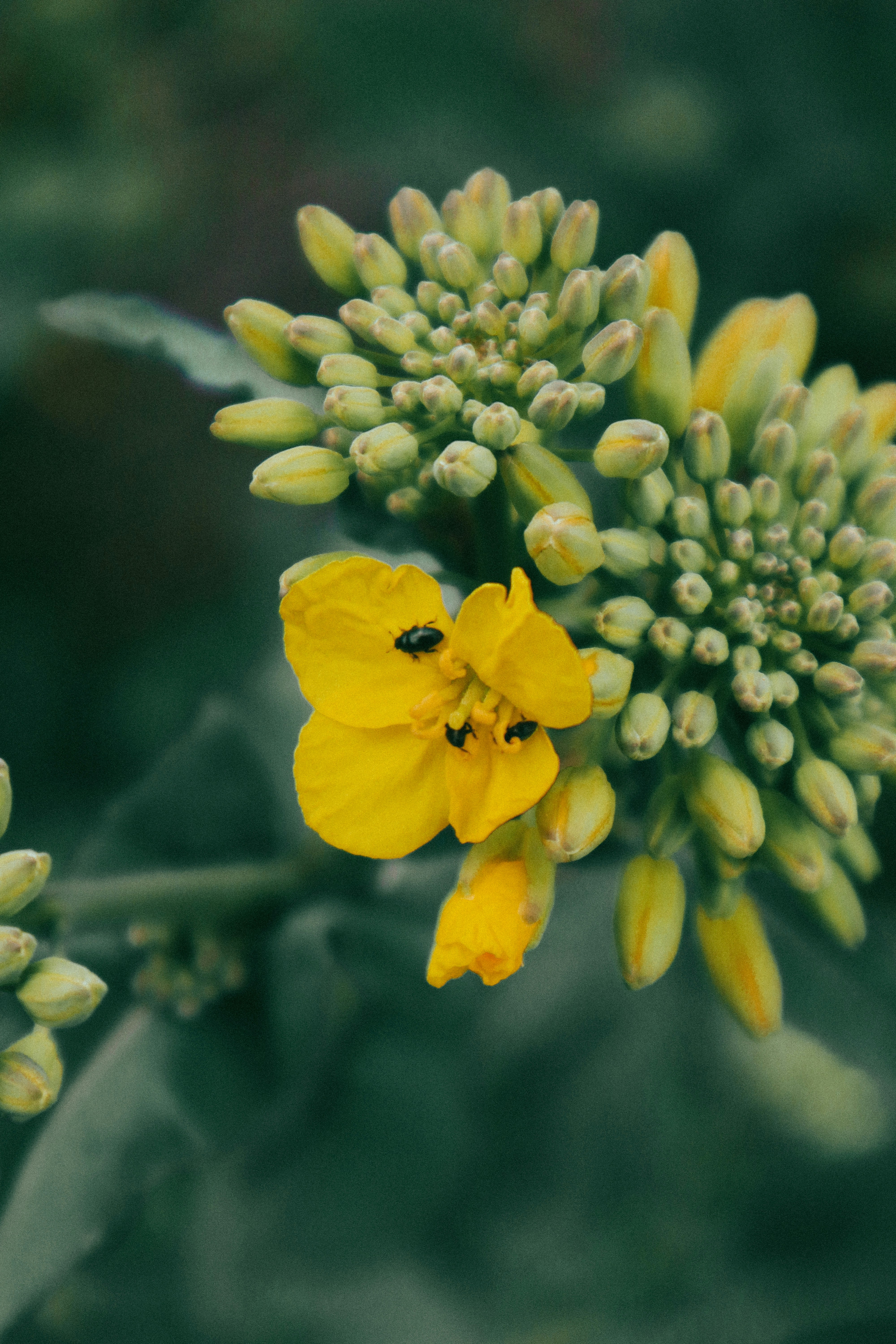 Photo by andaaa_lupulet