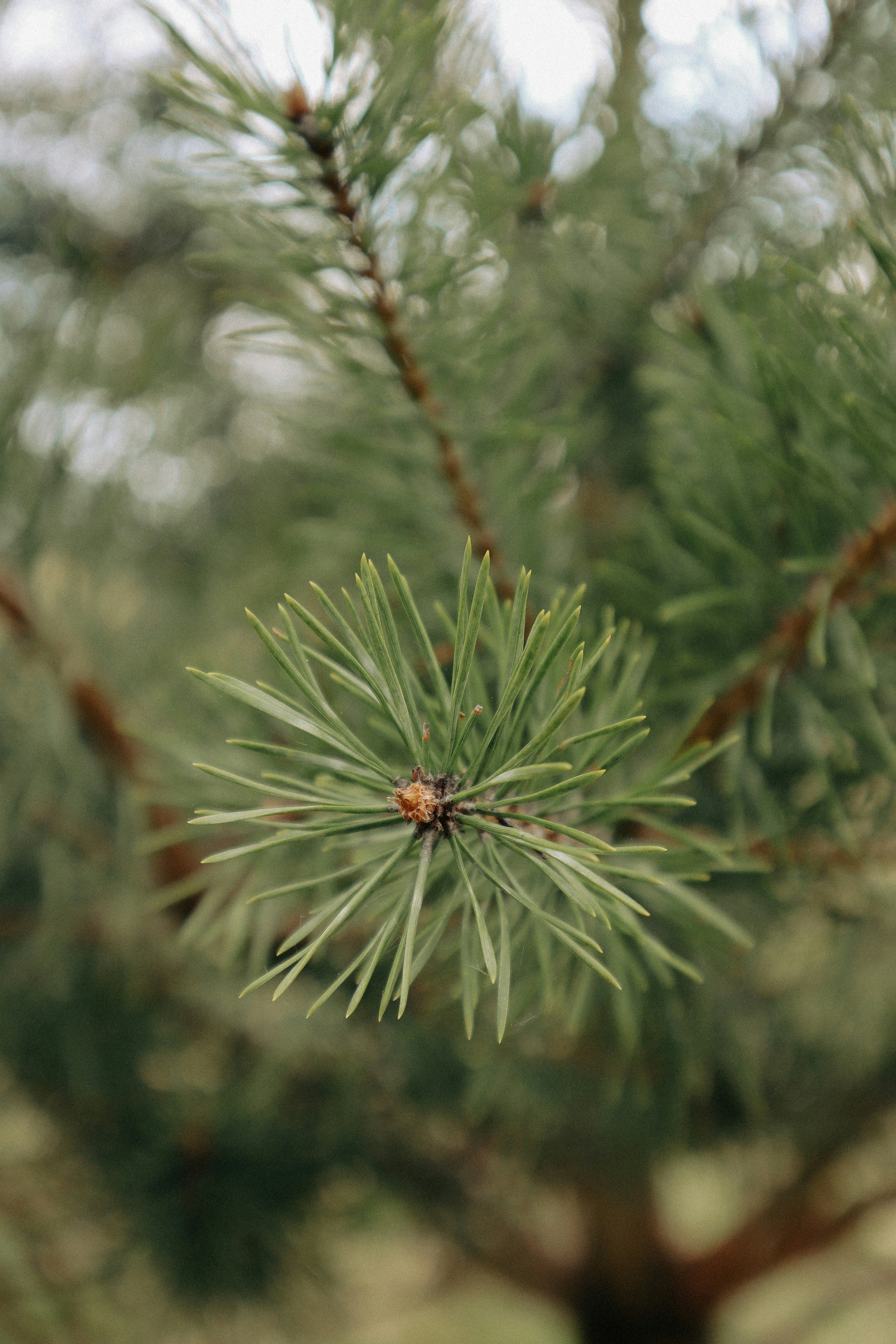 Photo by andaaa_lupulet