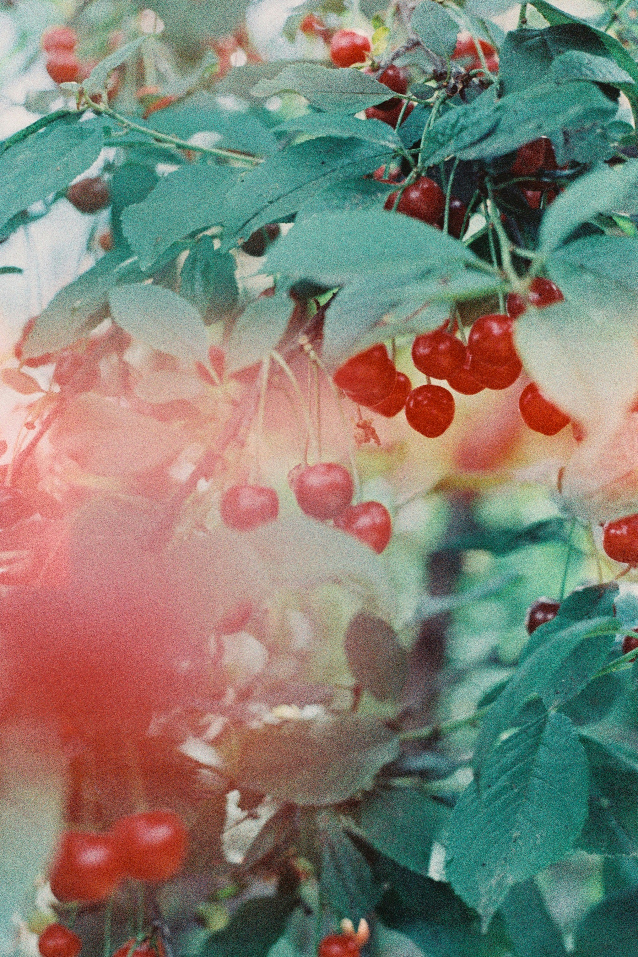 Photo by andaaa_lupulet