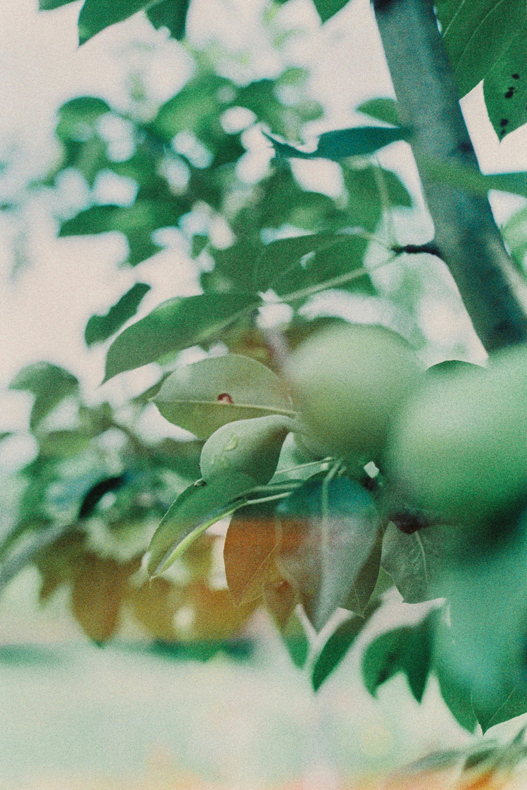 Photo by andaaa_lupulet