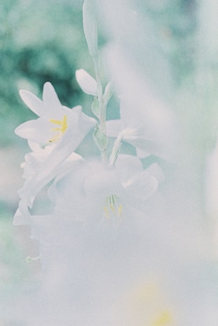 Elegant cream-white lilies arranged gracefully against a soft pastel background.
