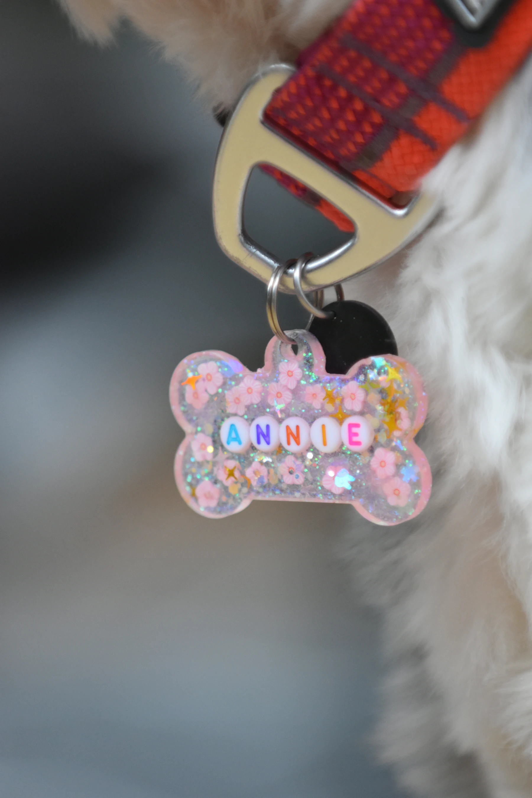 White dog wearing a collar with a visible pet identification tag